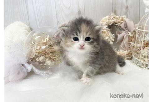 成約済の大阪府のサイベリアン-45892の21枚目